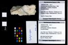 Foto (Objekt + Etikett) von Cycloprosopon sp.  (NHMW-GEO-1990-0041-2786)